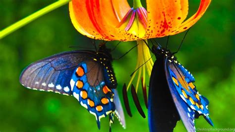 Beautiful Butterfly Wallpaper Backgrounds Hd Desktop Background
