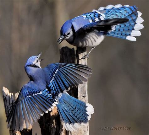 Blue jays are intelligent and beautiful. Blue Birds | Blue jay, Beautiful birds, Colorful birds