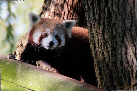 Red Pandas At Drusillas Zoo Park Death Prone Images