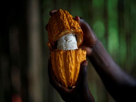 Ivory Coast 201920 Cocoa Grind Up 26 By End July Markets
