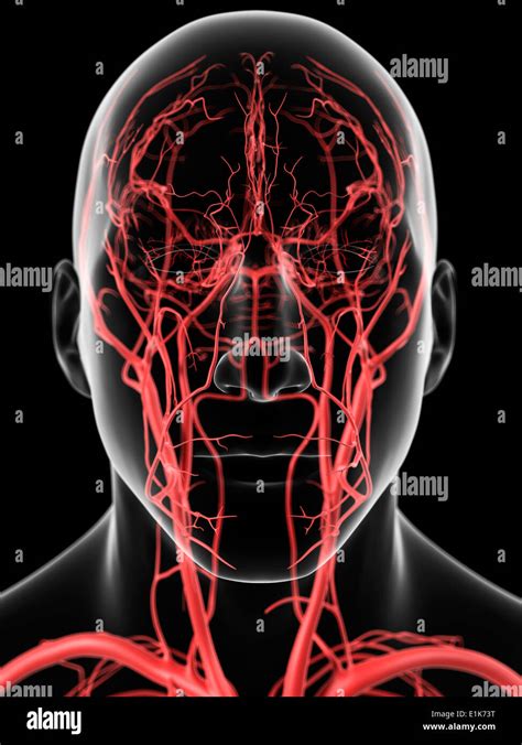 Facial Arteries Hi Res Stock Photography And Images Alamy