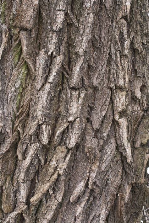 Willow Tree Bark Stock Photo Image Of Nature Willow 51411236