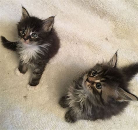 Maine coon kittens for sale | northamptonshire maine coon kitten breeder. Maine Coon Cats For Sale | New York, NY #248462 | Petzlover