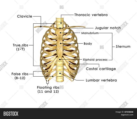 Numbered ribs, sternum, cartilage parts and clavicular articulation. Ribs Labelled Image & Photo | Bigstock