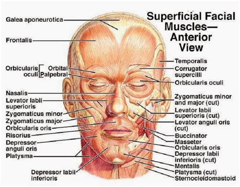 Muscles Of The Face Superficial Facial Muscles Human