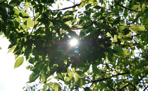 Wallpaper Sunlight Leaves Food Nature Plants Photography Branch