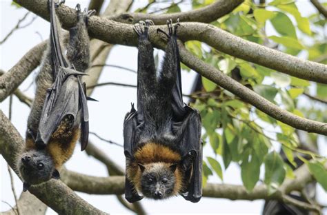 Drought Causing Deaths Of Flying Foxes Due To Starvation Manning