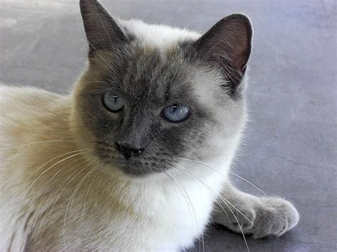 ♥cg♥ 152 Siamese Blue Point With Images Cat Pics Cat
