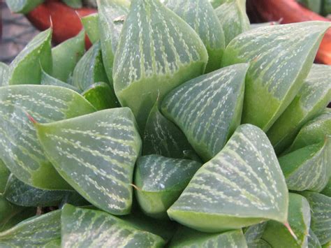 As there are tens of thousands of variety of cacti, a good selection of stock and scion gives. Haworthia retusa (Star Cactus) | World of Succulents