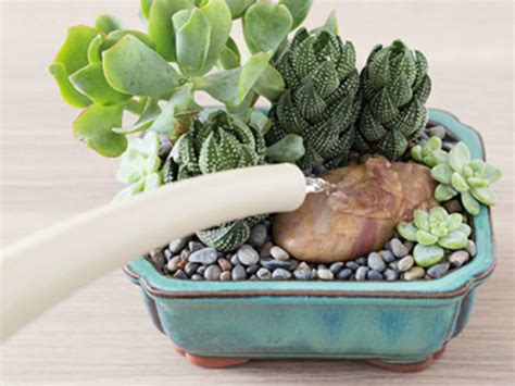 Watering Cacti And Succulents World Of Succulents
