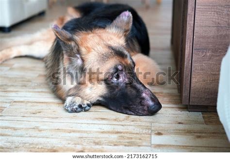 German Shepherd Dog Skin Rash Face Stock Photo 2173162715 Shutterstock