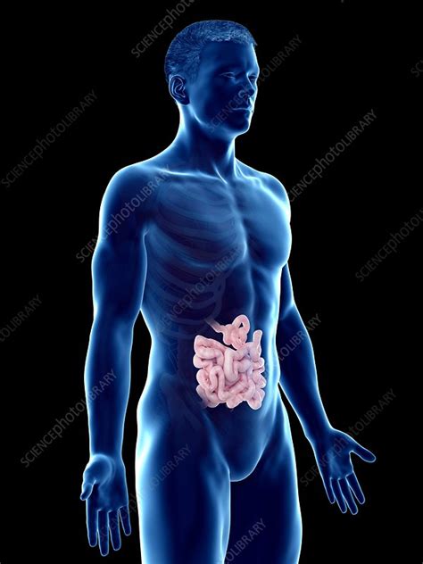 Small Intestine Illustration Stock Image F0266327 Science Photo Library