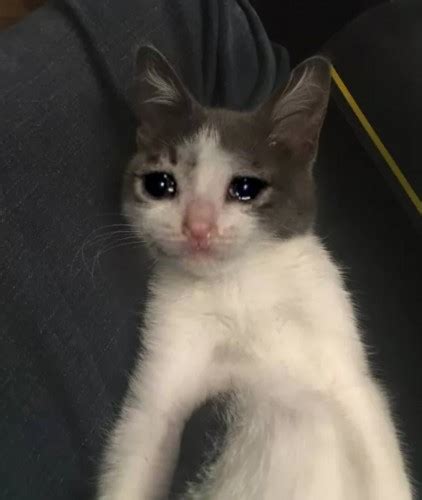 Create Meme When Sad Kitty Crying Cat Meme Cat