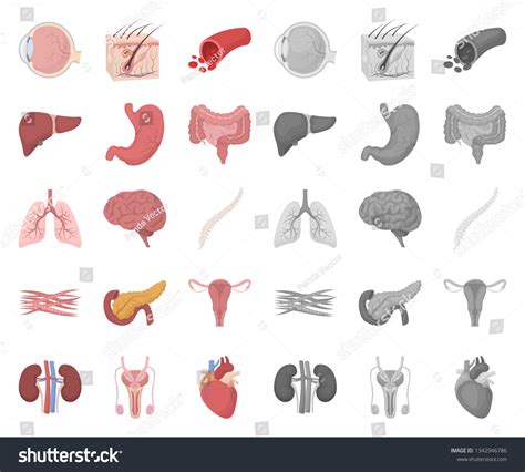 Internal Organs Of A Human Cartoonmono Icons In Royalty Free Stock