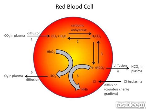 Red Blood Cell Diagrams 101 Diagrams