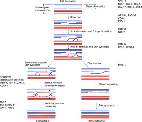 Figure Model Depicting The Key Events Of Meiotic Recombination