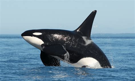 Great White Sharks Are Really Afraid Of Killer Whales