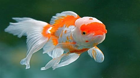 Chinese Red Cap Oranda Goldfish Brain Fish Youtube