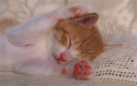 Baby Sleeping Torahiko Yamashita Getty Images Cat Sleeping Sleepy