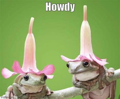 Just Frogs With Flower Hats Saying Howdy To You Have A Nice Day Imgflip