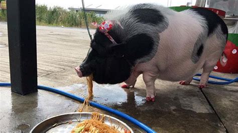 Pot Bellied Piglet Pet Raised In Thailand Proves Giant Surprise South
