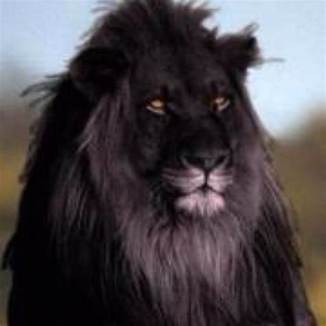 Rare Black Lion So Pretty Little Beasties Pinterest Black Lion