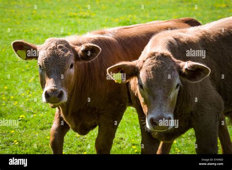 Two Inquisitive Devon Calves Facing The Camera Stock Photo Alamy