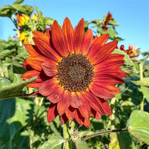 Sunflower Better Off Red Organic Adaptive Seeds