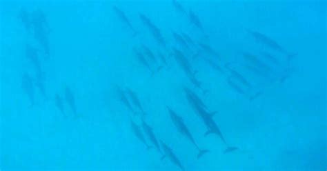 Federal Regulators Ban Swimming With Hawaiis Spinner Dolphins The