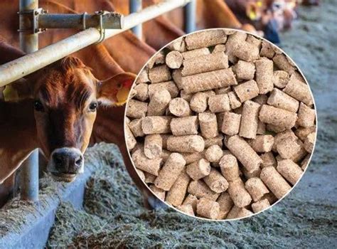 Cow Cattle Feed At Rs 120050 Kilogram Cattle Feed Raw Material In