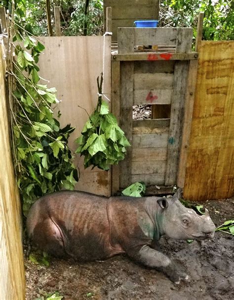 Borneo Nashorn Weibchen Soll Art Retten Der Spiegel