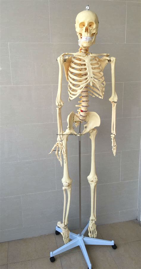 Life Size Human Skeleton Medical Anatomical Skeleton Model China