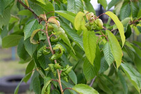 How To Spot Treat And Prevent Cherry Diseases Food Gardening Network