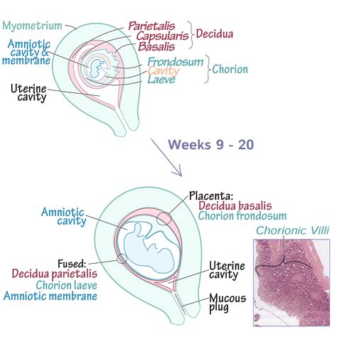 Embryology Glossary Placenta Development Draw It To Know It