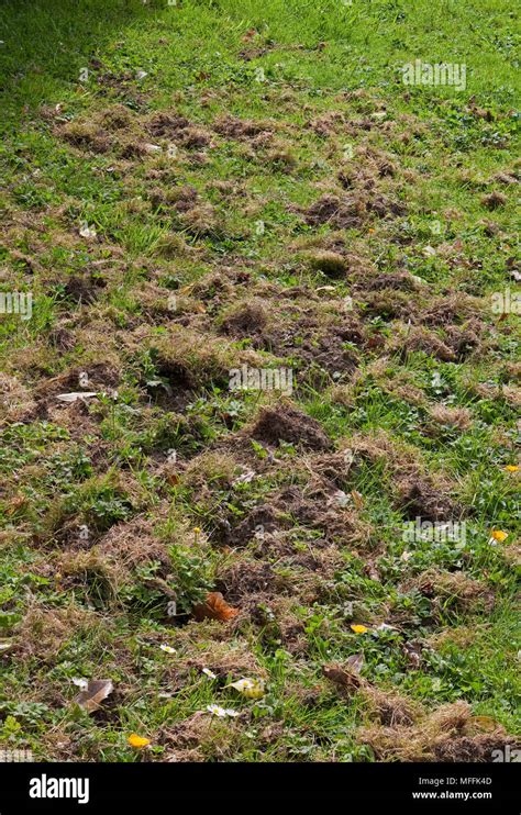 Badger Damage To Lawn Uk Stock Photo Alamy