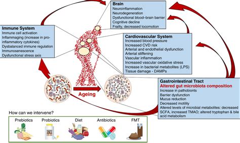 Is The Fountain Of Youth In The Gut Microbiome Cryan 2019 The