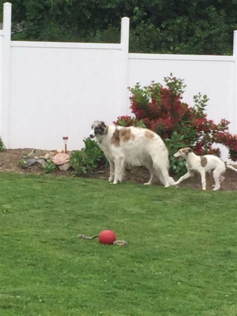 The goals and purposes of this breed standard include: Borzois | Animals, Greyhound, Dogs