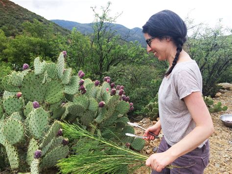 Harvesting Prickly Pear Fruit Autumn Makes And Does