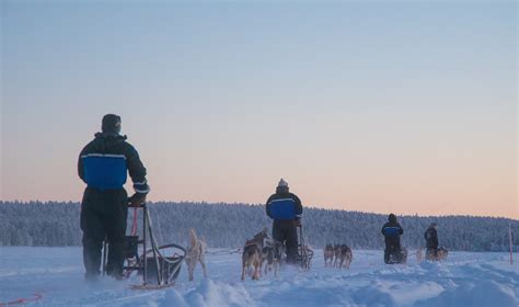Forget Skiing Experience The Thrill Of Dog Sledding In Finnish Lapland