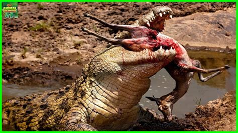 Nile Crocodile Vs Saltwater Crocodile What Are The Differences Youtube