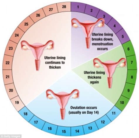 Menstrual Cycle Irregular Periods Infertility Treatment