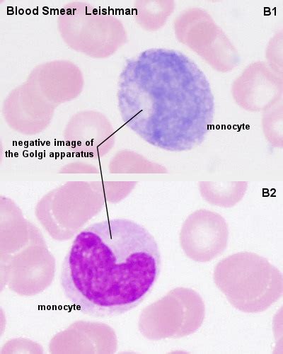 Filemonocyte 01 Embryology
