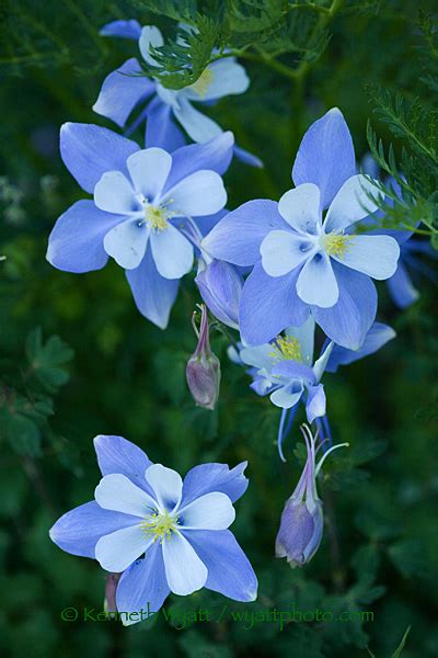 Kenneth Wyatt Photography Blue Columbine Flower Wildflower
