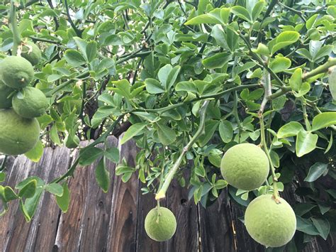 Sacramento Digs Gardening Mystery Fruit Looks Like Fuzzy Navels