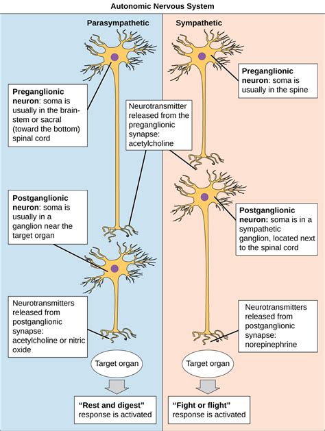 autonomic nervous system biology for majors ii