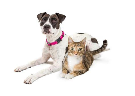 Crossbreed Dog And Tabby Cat Lying Down Together Stock Photo Image Of