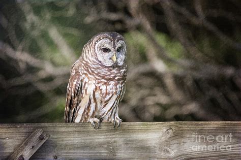 Barred Owl Photograph By Sharon Mcconnell Fine Art America