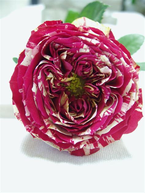 A collection of the top 28 images about bouquet of flower images including images, pictures, photos, wallpapers, and more. Romantic Flowers: Flower Inspiration, Rose Bouquets