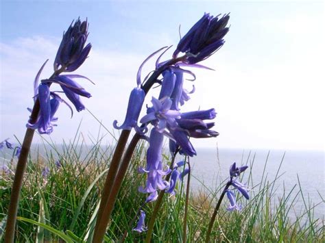 Wild Flowers In Scotland About Argyll Walking Holidays