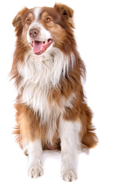 55 Most Beautiful Australian Shepherd Dog Pictures And Photos